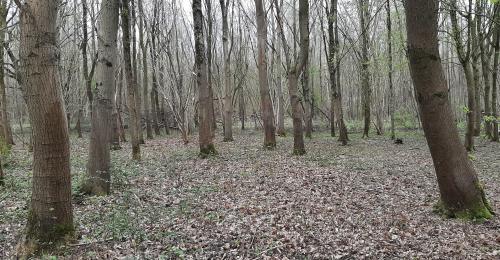 Kluizenbos lentewandeling